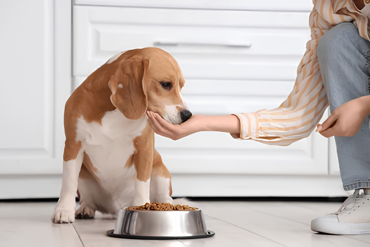 Practical Pet Feeding For Daily